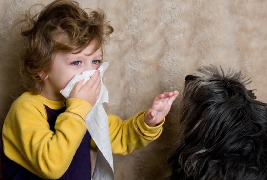 Как побороть аллергию на шерсть домашних животных