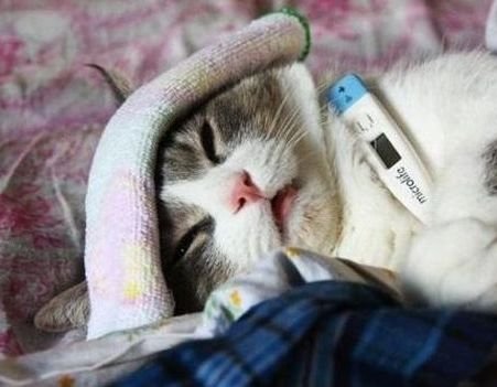 Какова нормальная температура у кошек