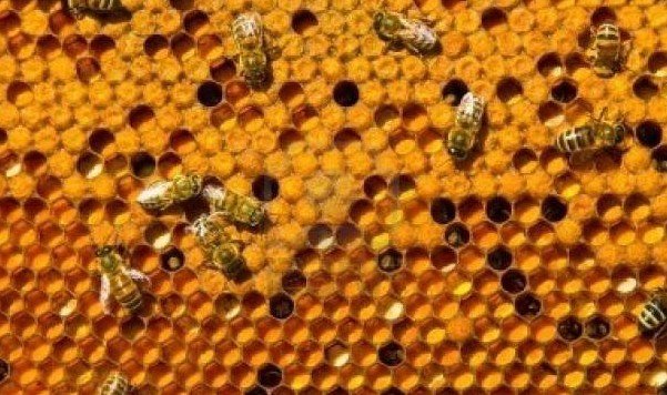 Что такое пчелиная перга