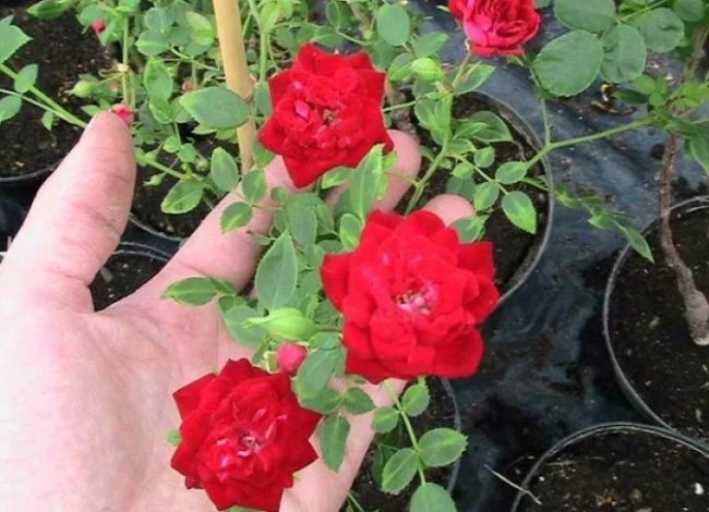 Комнатная роза: уход и выращивание