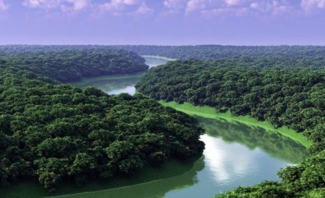 Бразилия. Амазонские джунгли